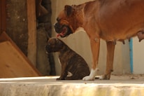 A large brown dog stands beside a smaller brindle puppy on a concrete surface. The scene is set in soft lighting, possibly in a yard or porch area with visible wooden planks and concrete walls.