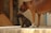 A large brown dog stands beside a smaller brindle puppy on a concrete surface. The scene is set in soft lighting, possibly in a yard or porch area with visible wooden planks and concrete walls.