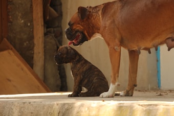 A large brown dog stands beside a smaller brindle puppy on a concrete surface. The scene is set in soft lighting, possibly in a yard or porch area with visible wooden planks and concrete walls.