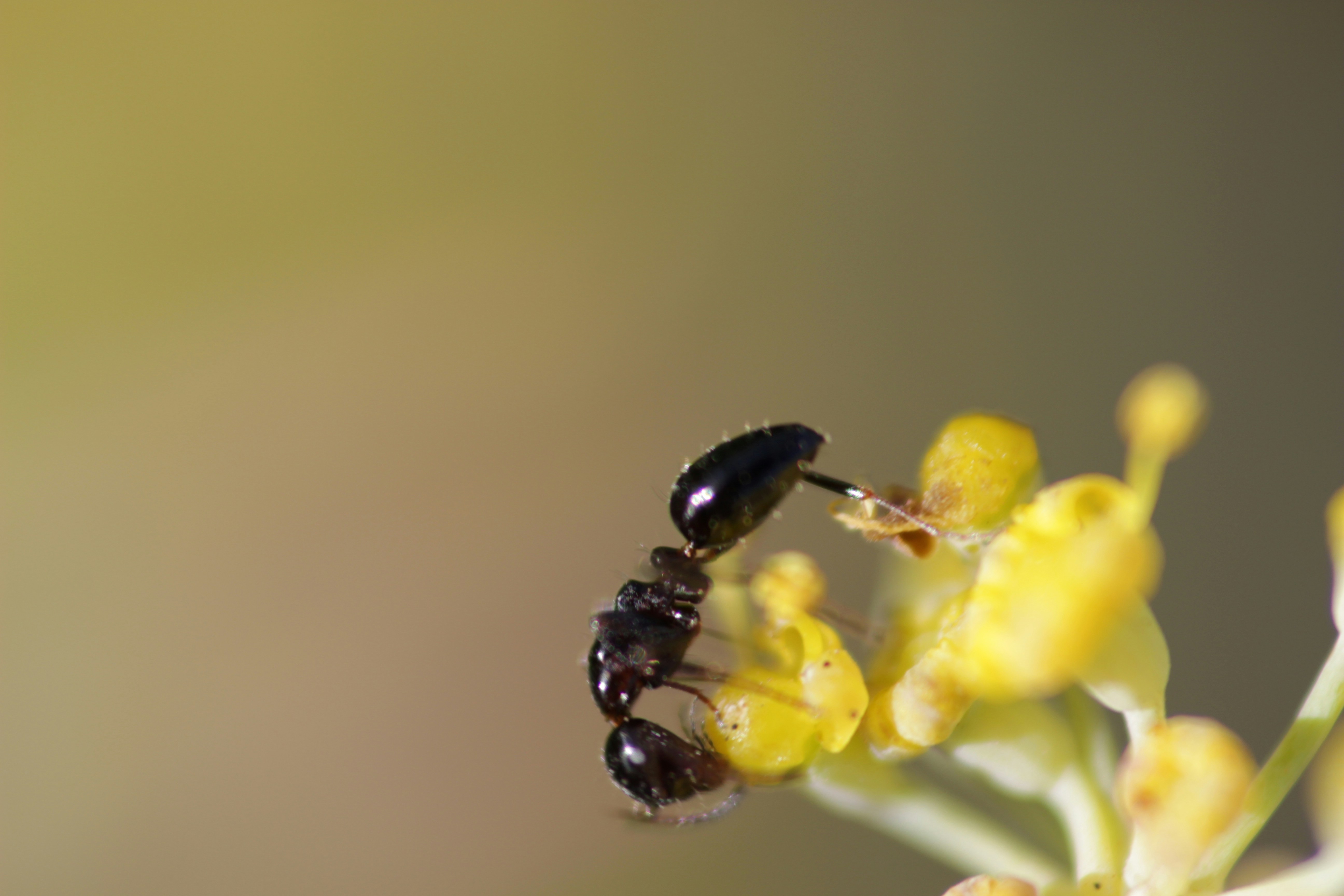 a close up of a bee on a flower