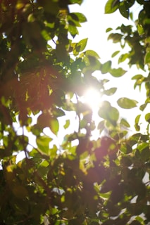 Sunlight filtering through dense green leaves creating a calming natural pattern.