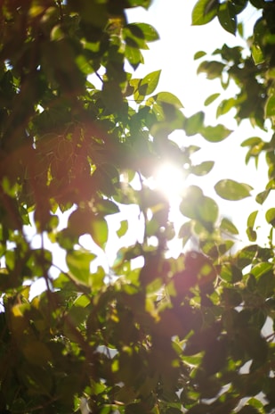 Sunlight filtering through dense green leaves creating a calming natural pattern.