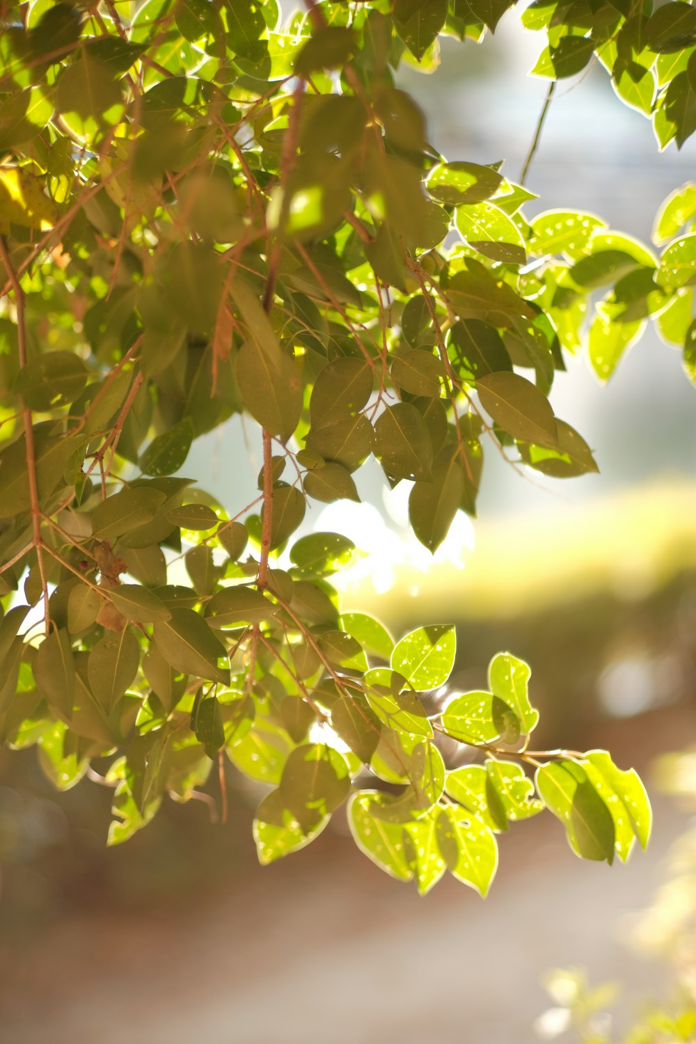 A close up of a tree branch with leaves photo – Free Plant Image ...