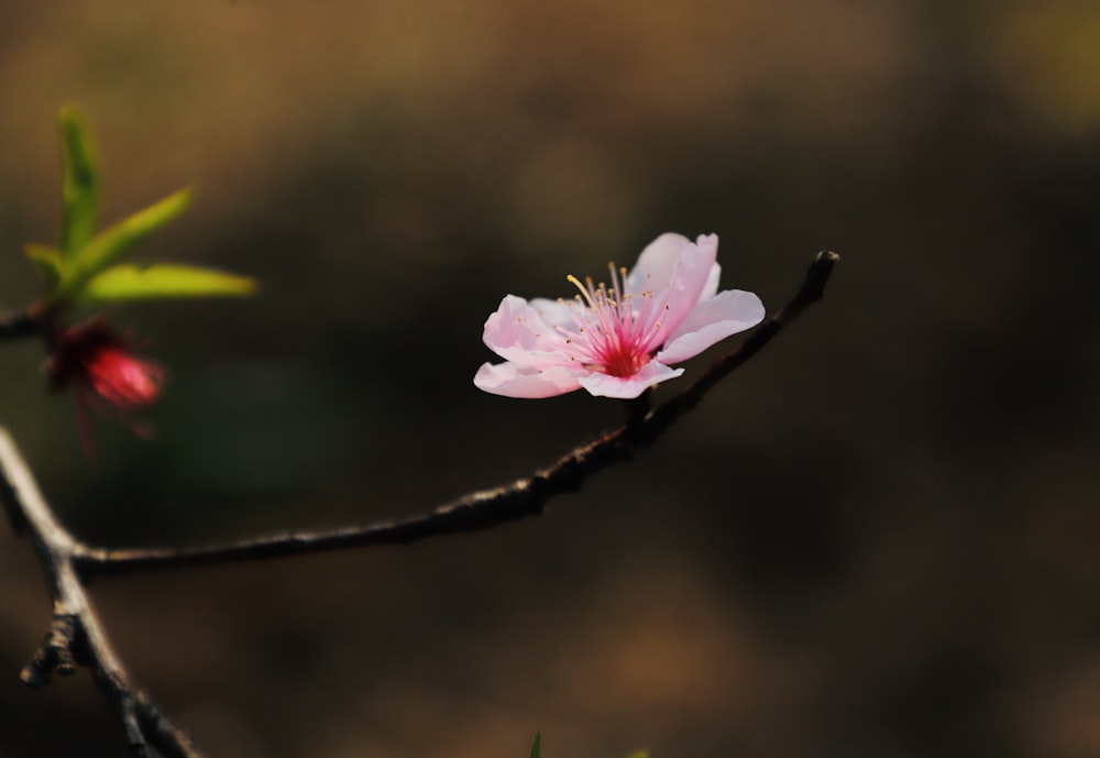 a pink flower on a tree branch with a blurry background