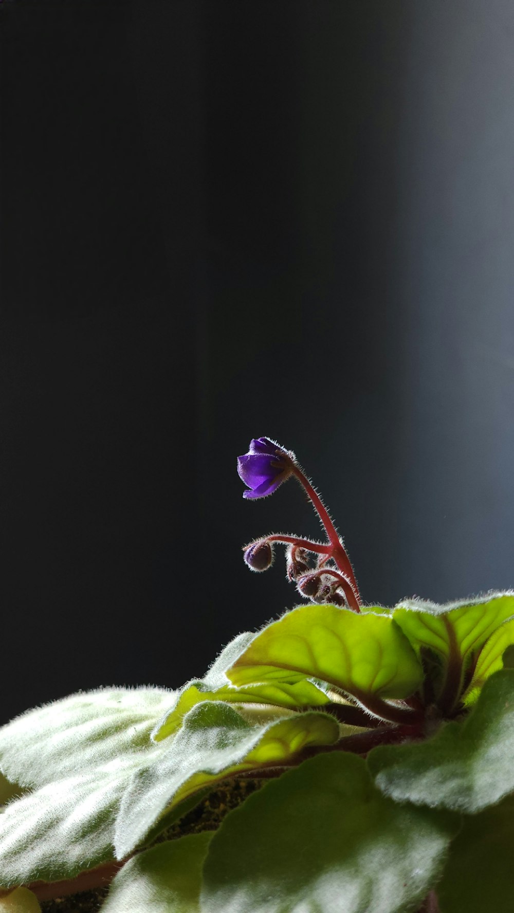 a small purple flower sitting on top of a green leafy plant