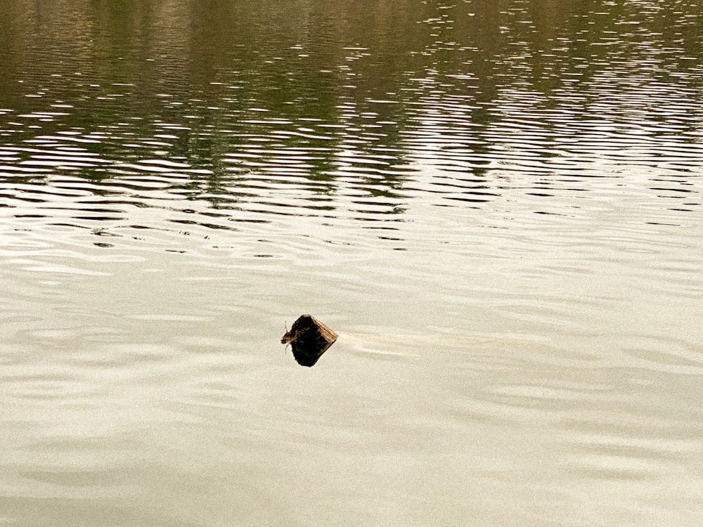 a duck floating on top of a body of water