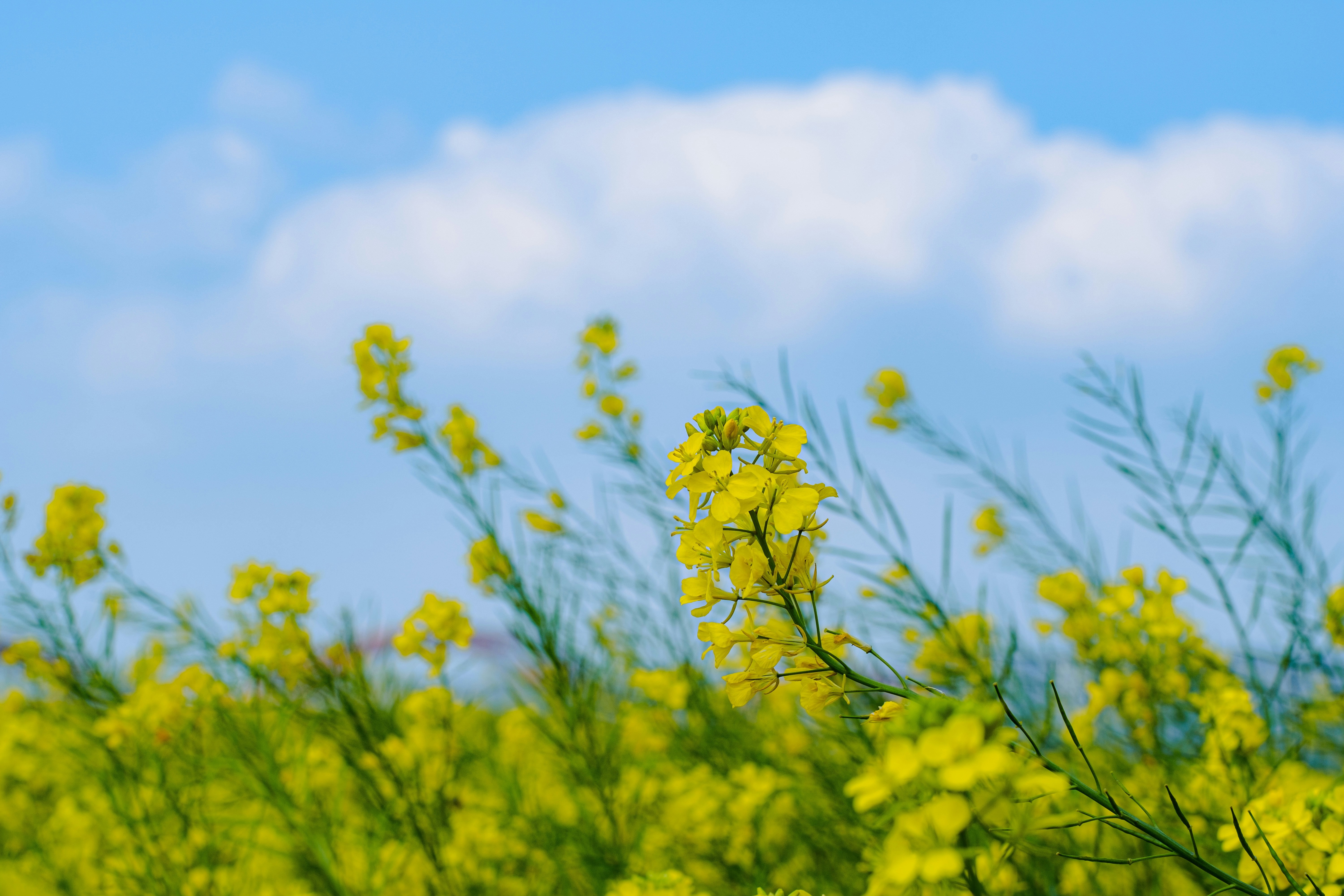 Photo by xiexianghua