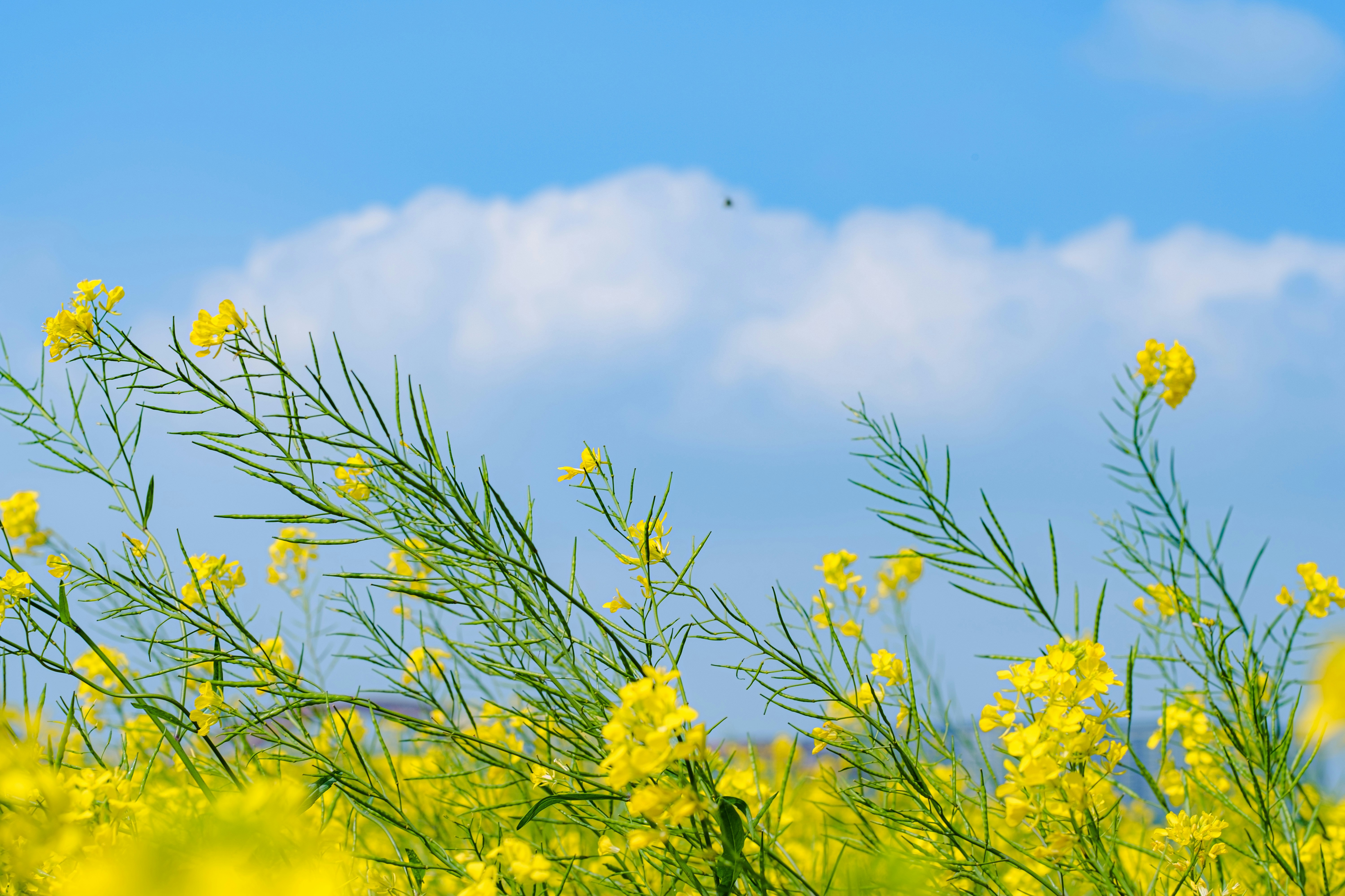 Photo by xiexianghua