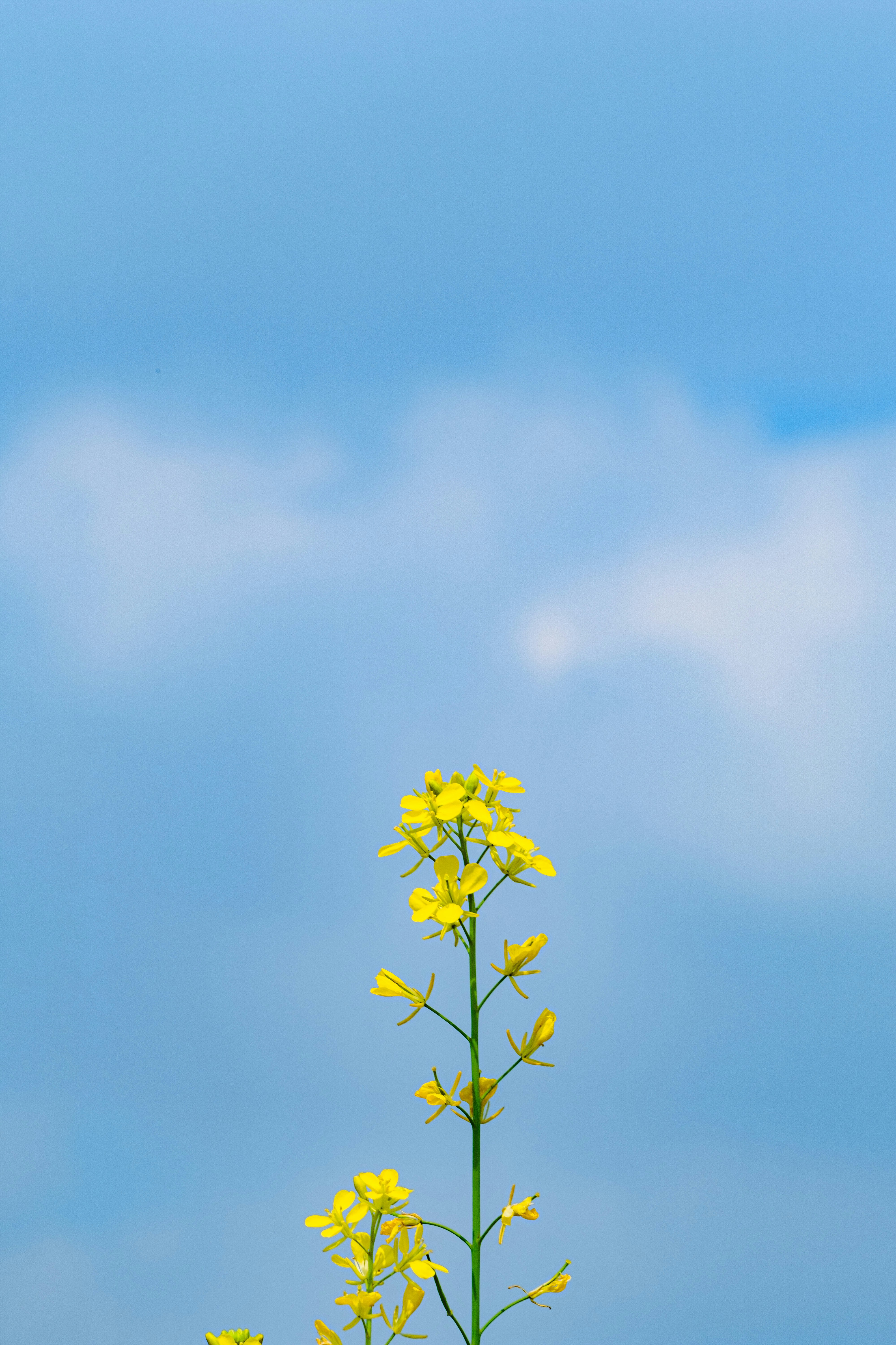 Photo by xiexianghua