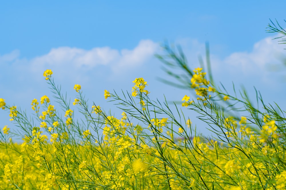 a field full of yellow flowers under a blue sky