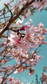 Pink blossoms bloom on delicate branches against a vibrant blue sky. The petals are soft and translucent, with yellow stamens peeking through. The image captures the essence of spring as light filters through the flowers, creating a serene and uplifting atmosphere.