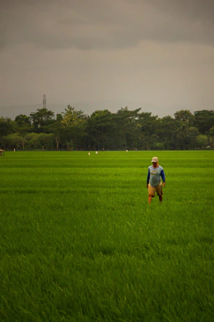 A farmer walking barefoot through a lush, green natural farm field.