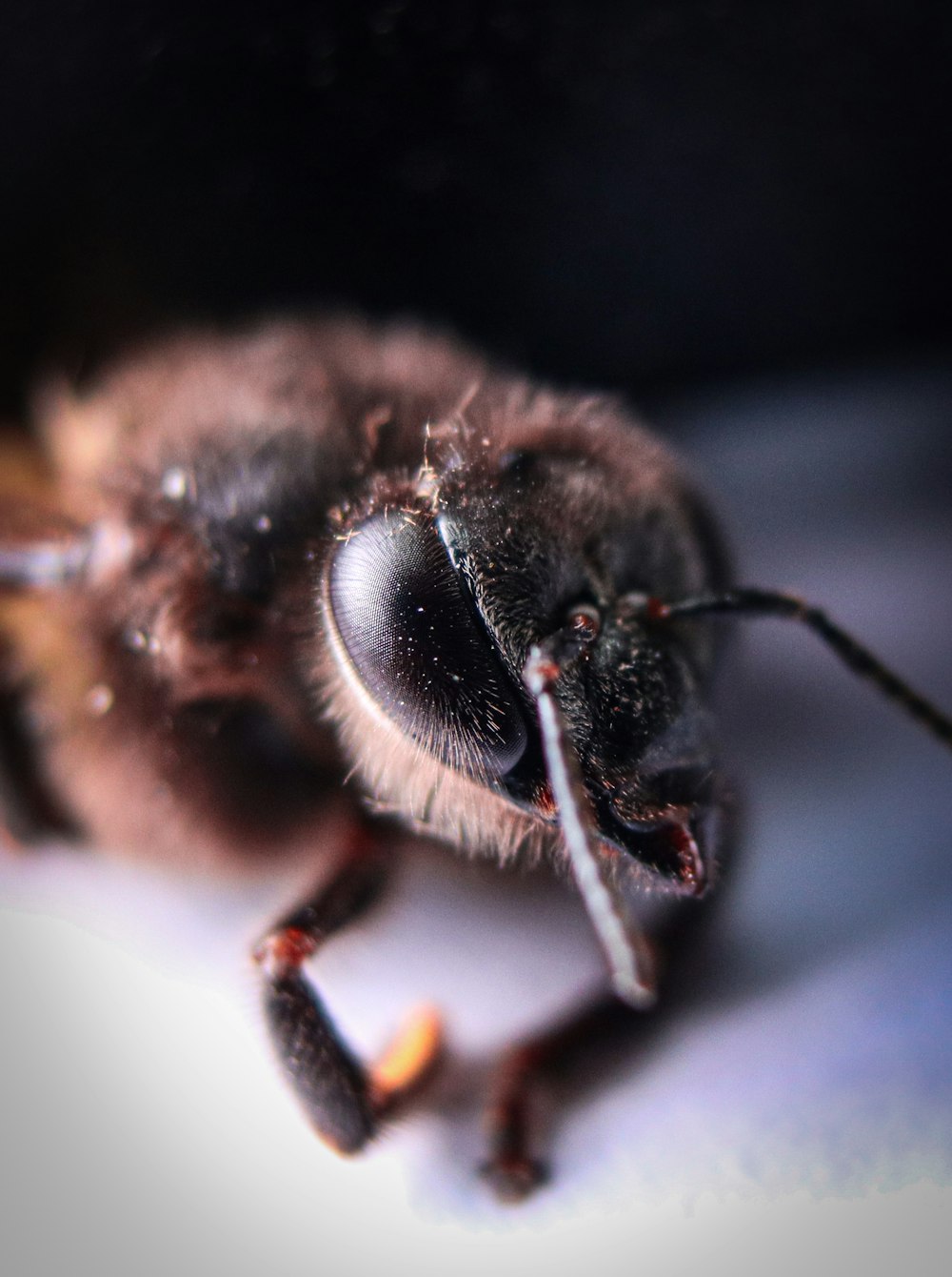 a close up of a bee on a white surface