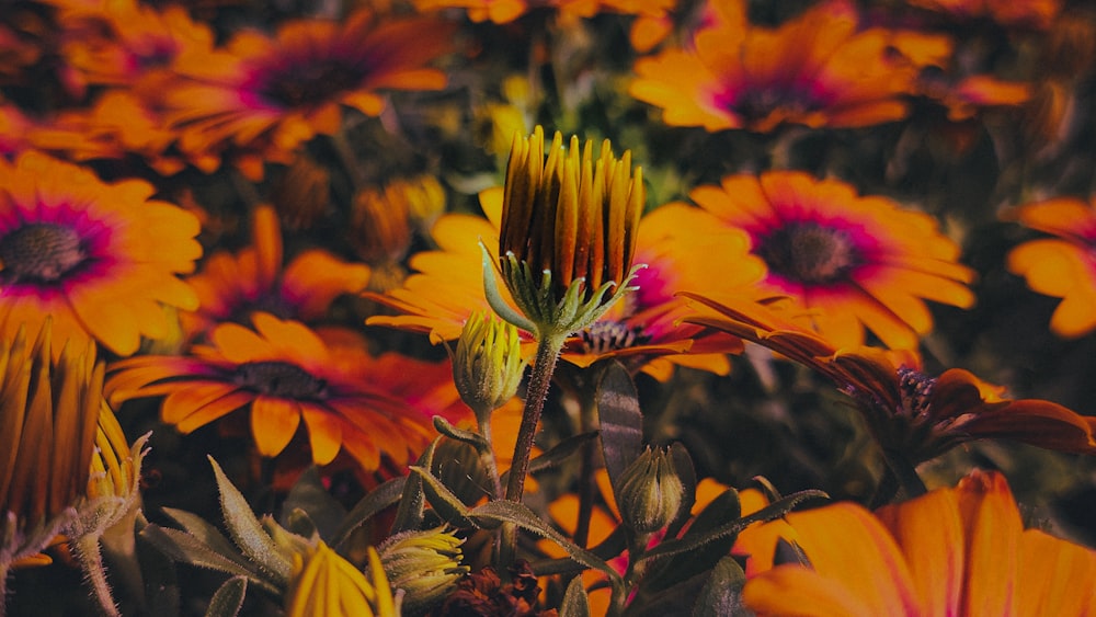 a field full of yellow and pink flowers