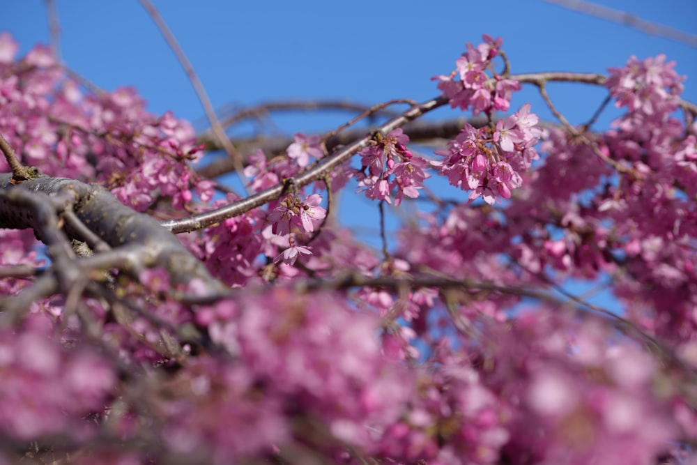 a branch of a tree with pink flowers