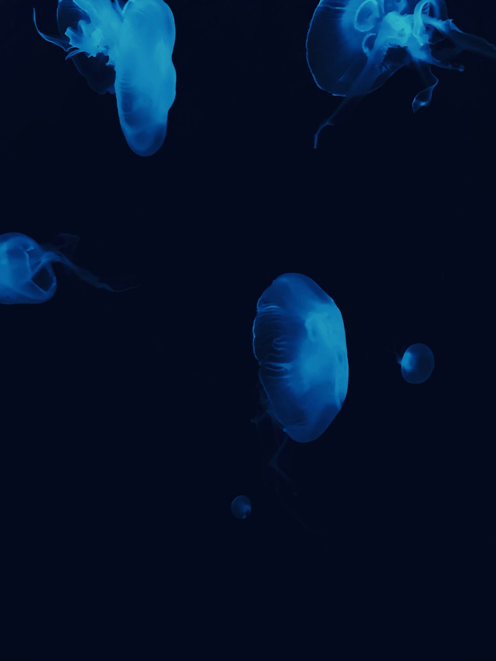 Un gruppo di meduse che galleggiano nell'acqua