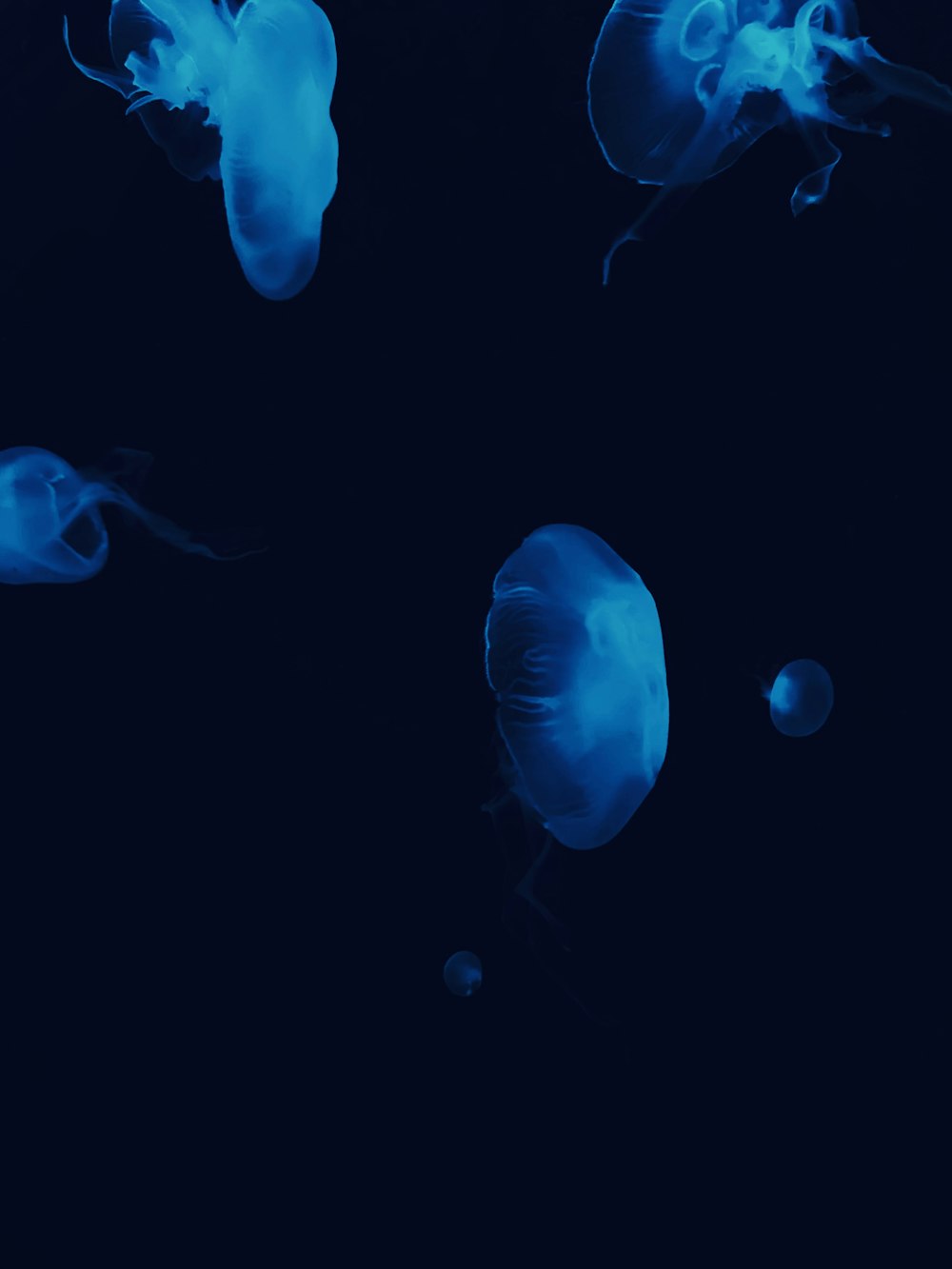 a group of jellyfish floating in the water