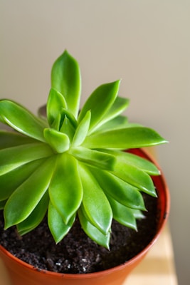 A vibrant green succulent with thick, fleshy leaves arranged in a circular pattern, planted in a small brown pot filled with dark soil. The background is softly blurred, featuring warm beige tones.