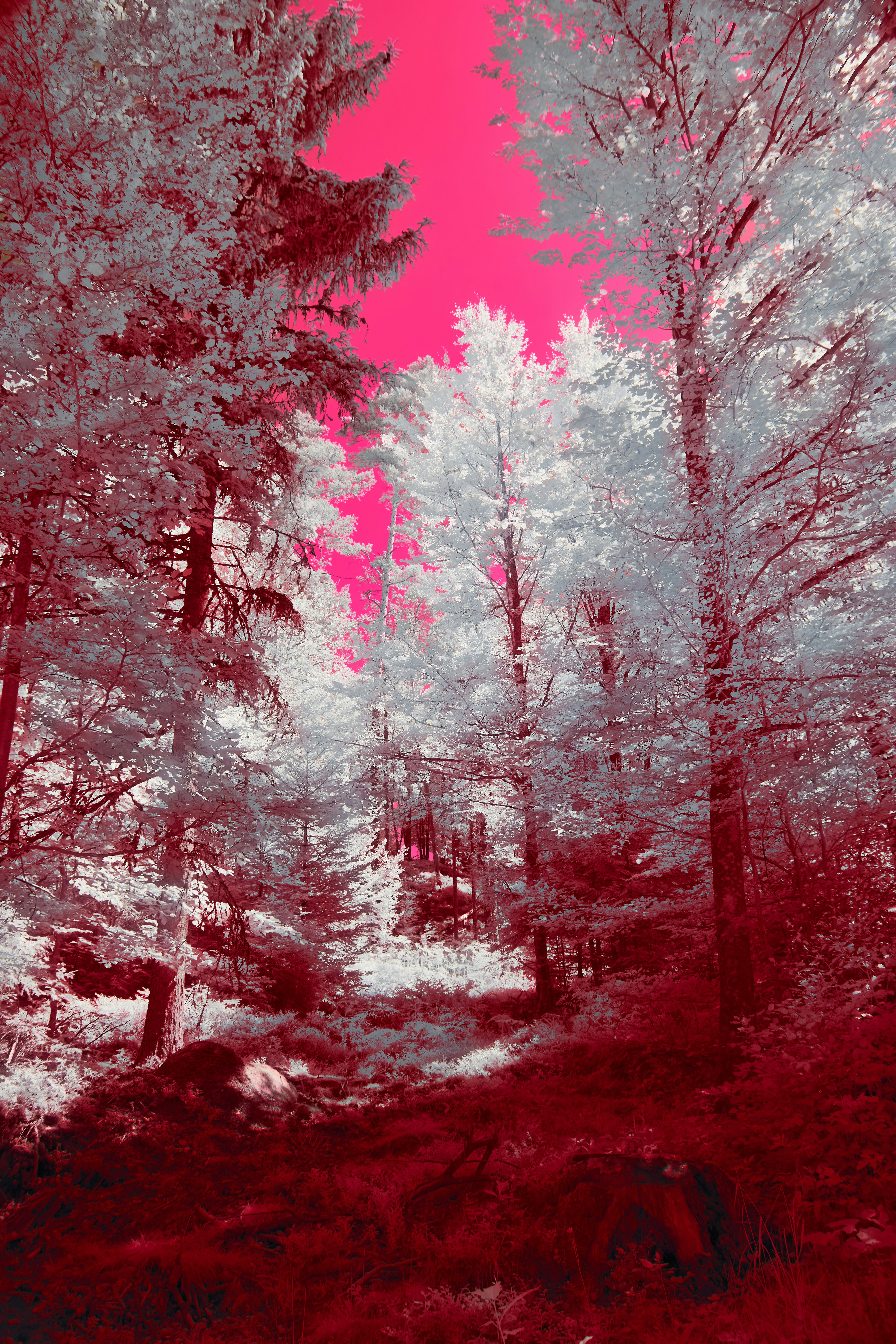 Photo by wolfgang_hasselmann