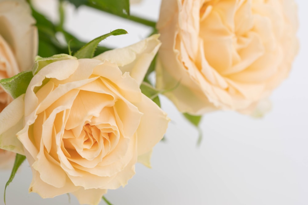 a bouquet of yellow roses on a white background