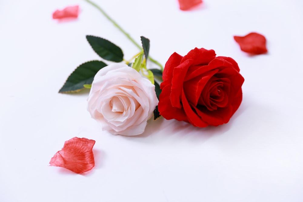 two red and white roses on a white background