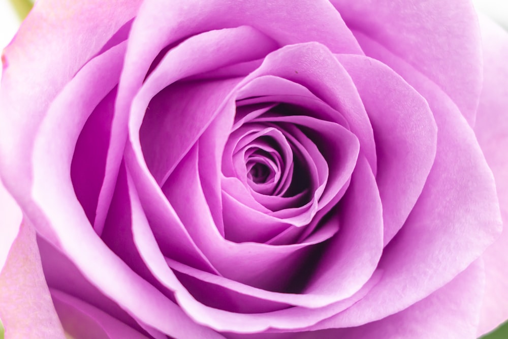 a close up view of a pink rose