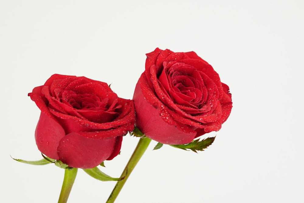 two red roses with water droplets on them