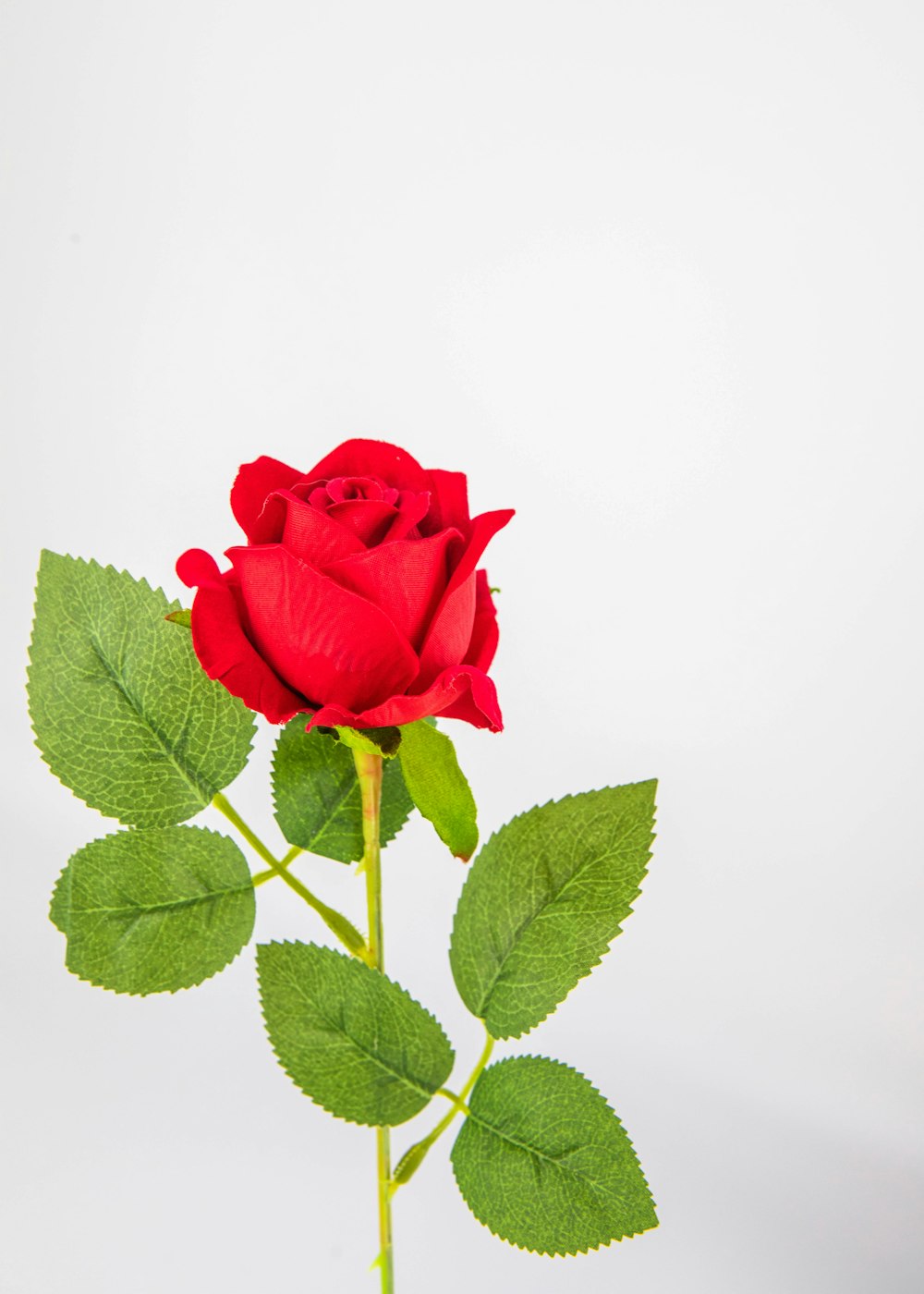 a single red rose with green leaves on a white background