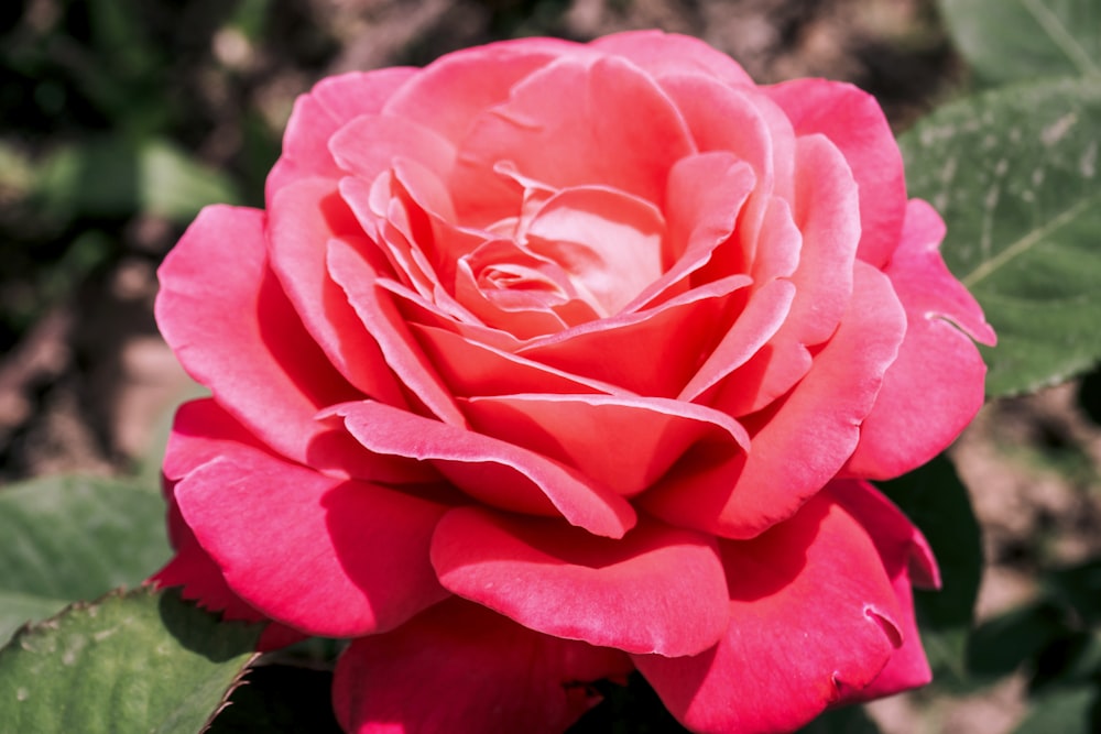 a close up of a pink rose with green leaves