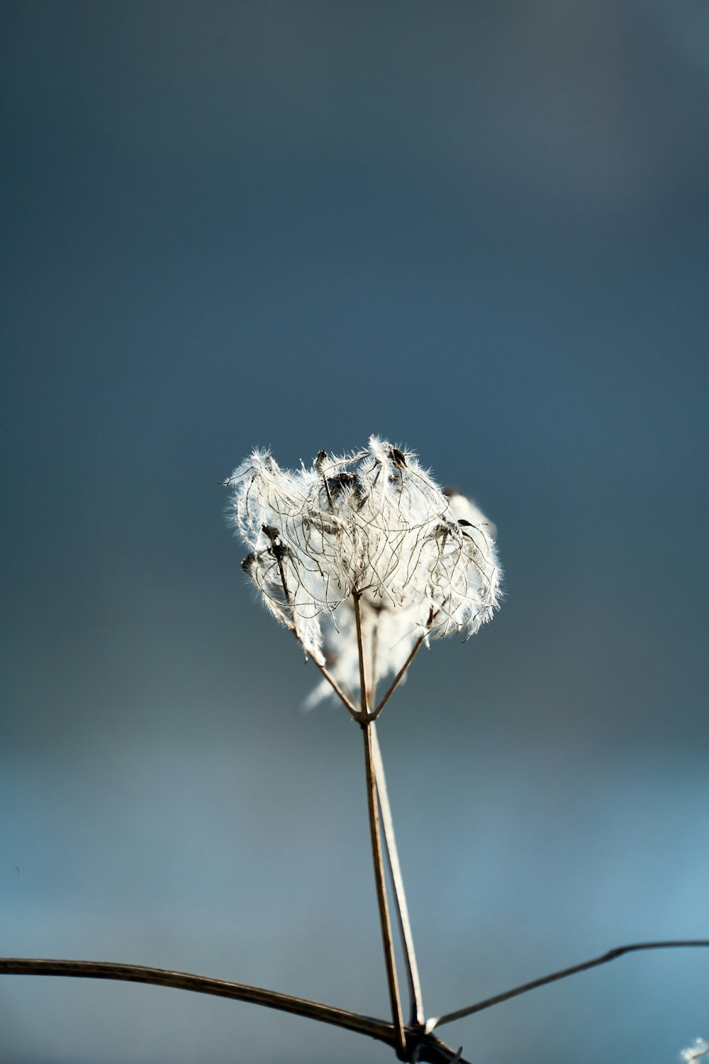 a close up of a dandelion with a blue sky in the background