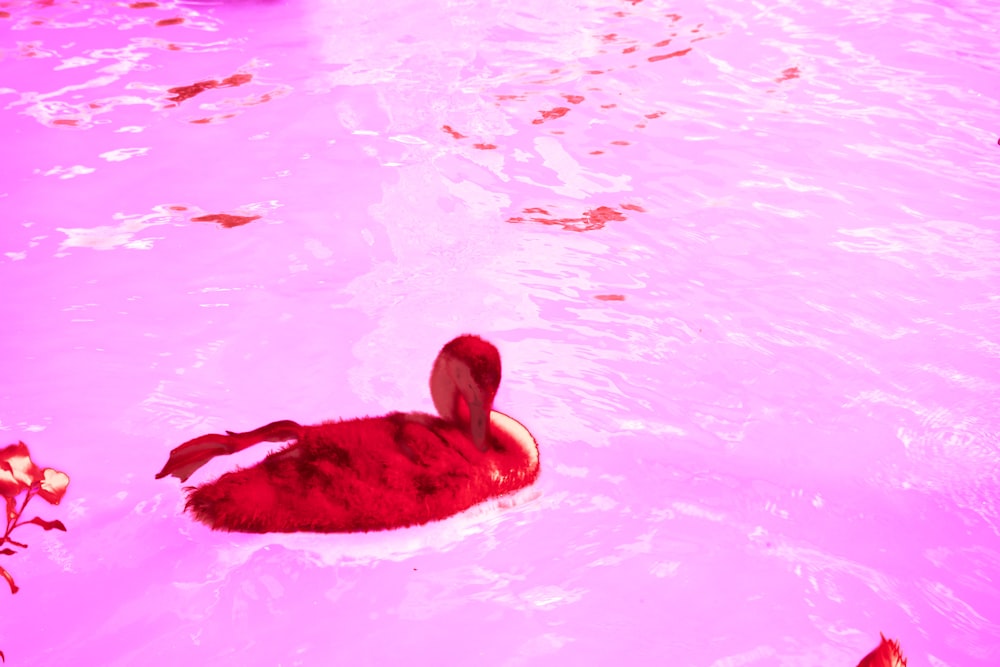 a red bird floating in a pool of water