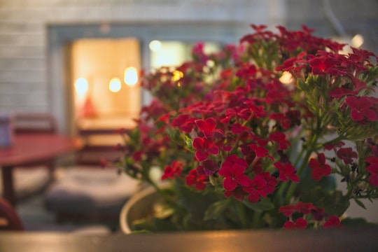 A warm, sunlit photo of a cozy family home surrounded by blooming flowers.
