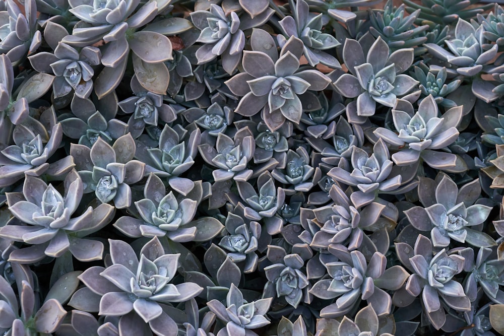 a large group of succulents in a garden