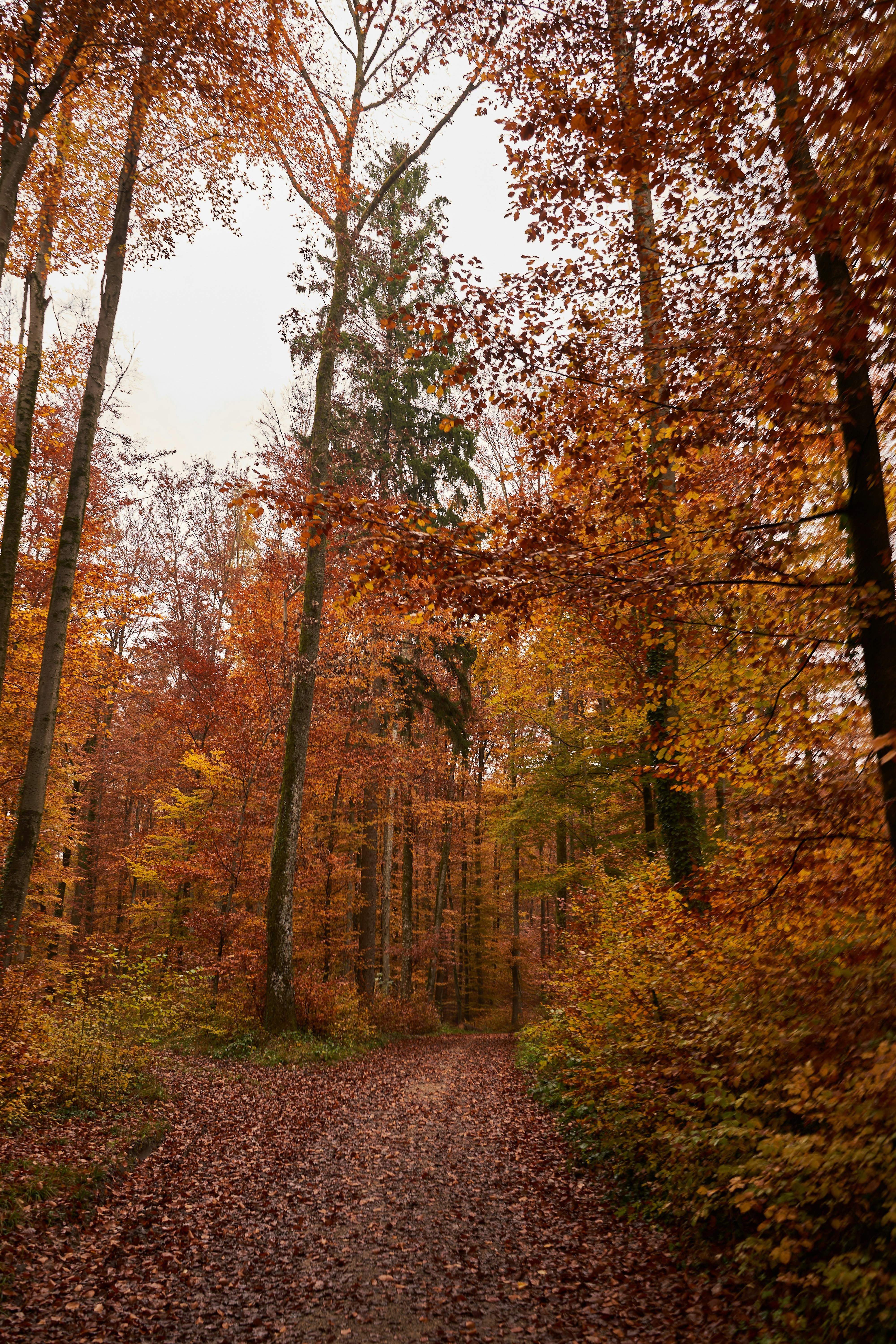 Photo by wolfgang_hasselmann