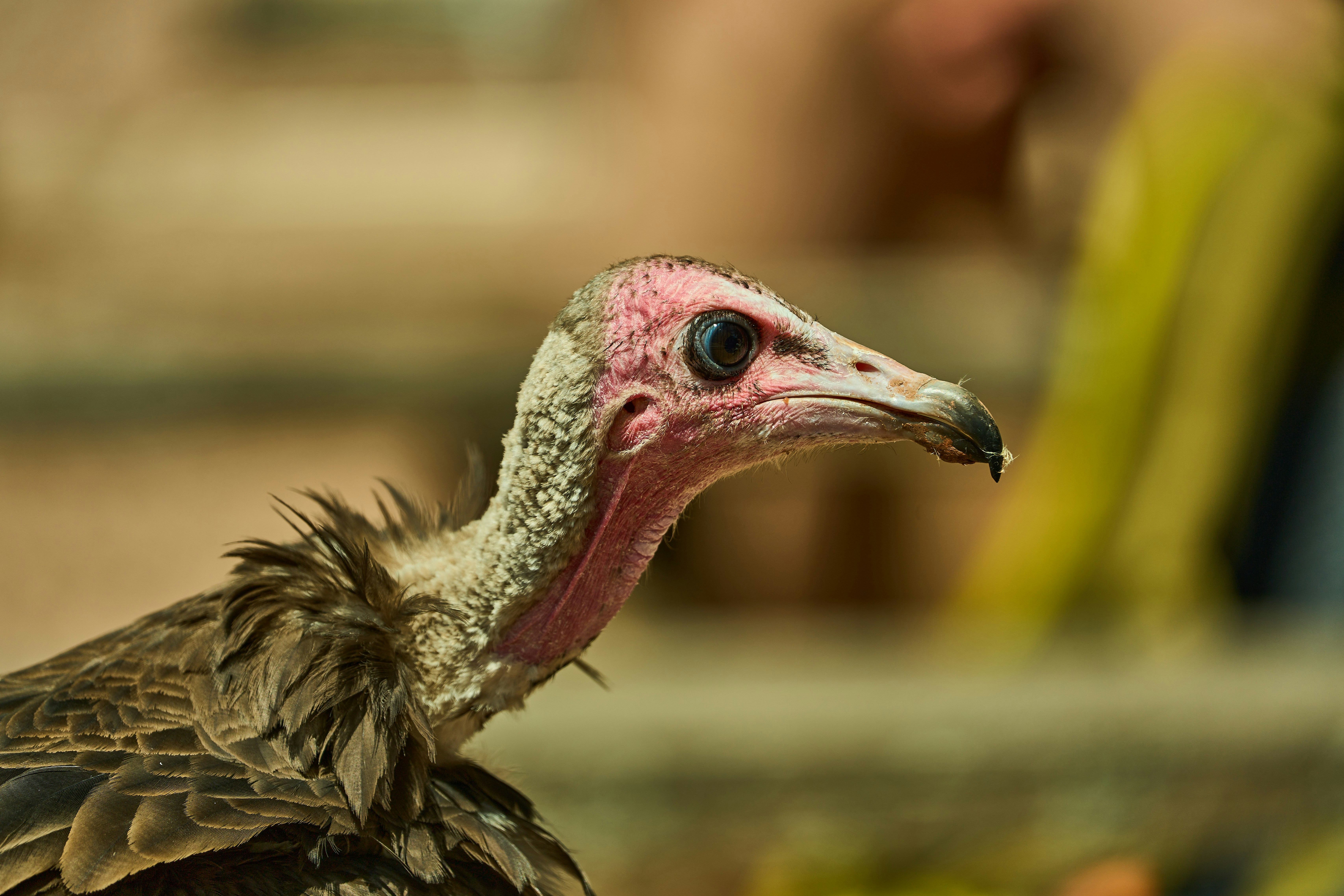 Photo by wolfgang_hasselmann