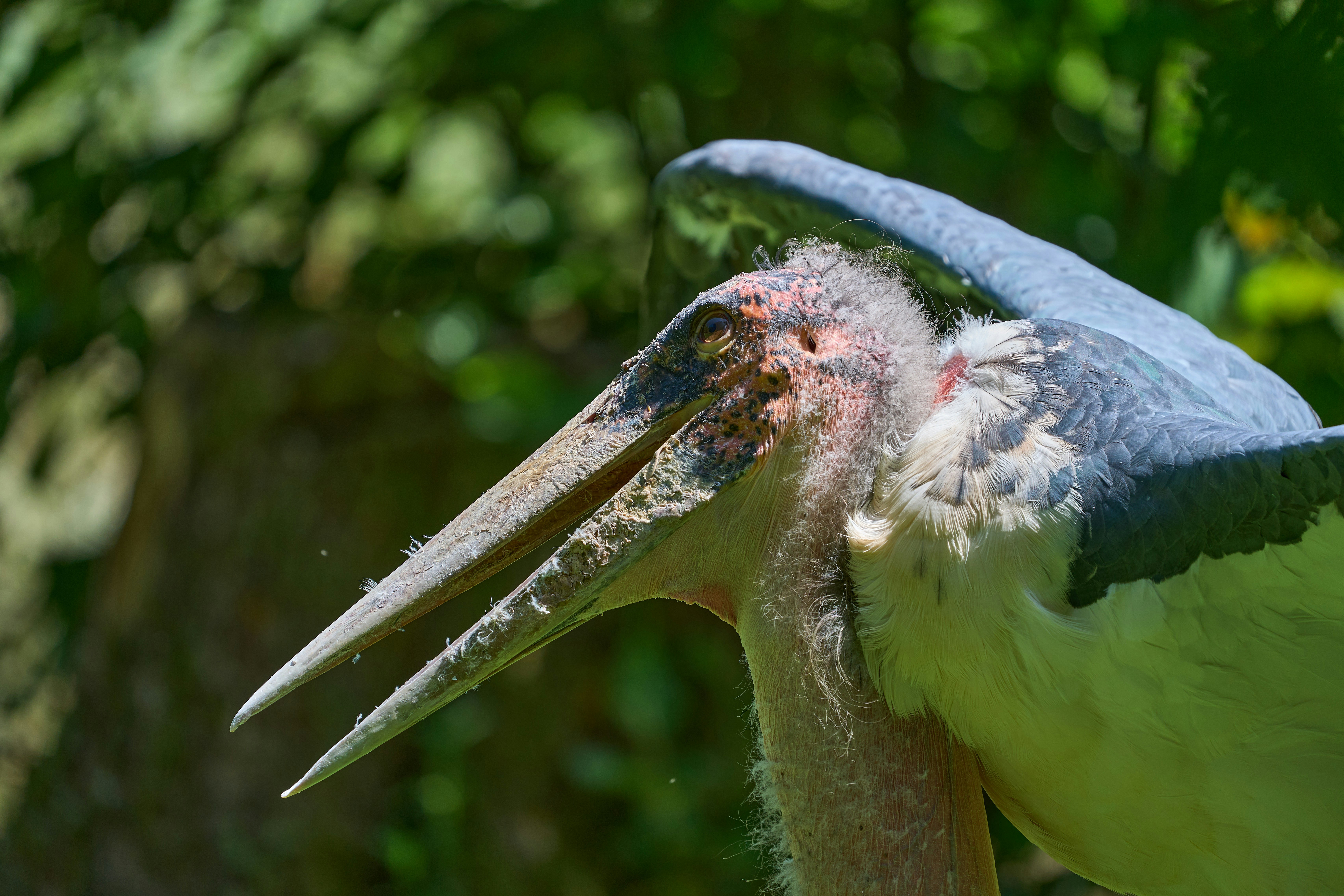 Photo by wolfgang_hasselmann