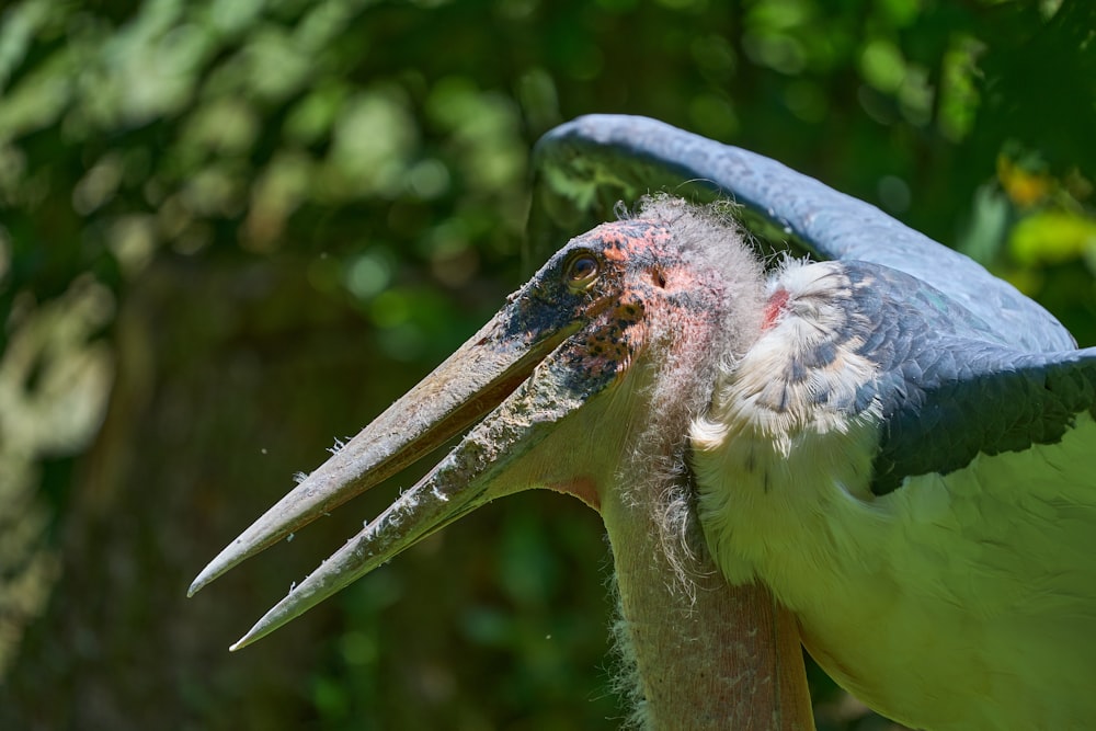 a close up of a bird with a very large beak