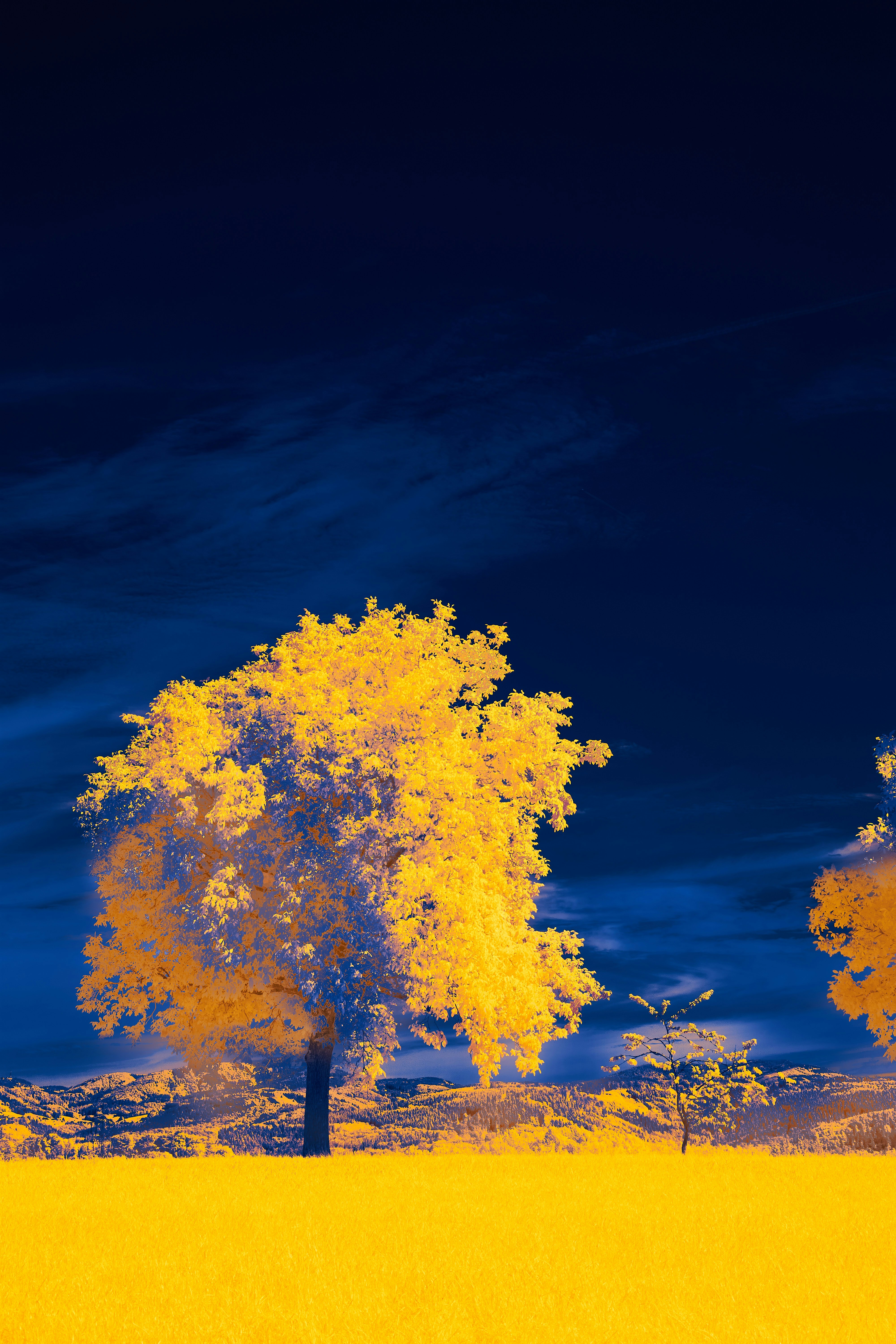 Photo by wolfgang_hasselmann