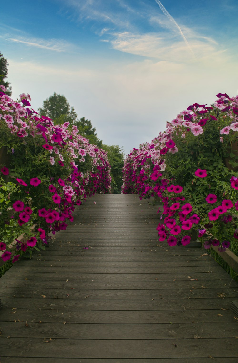 a wooden walkway lined with pink flowers under a blue sky