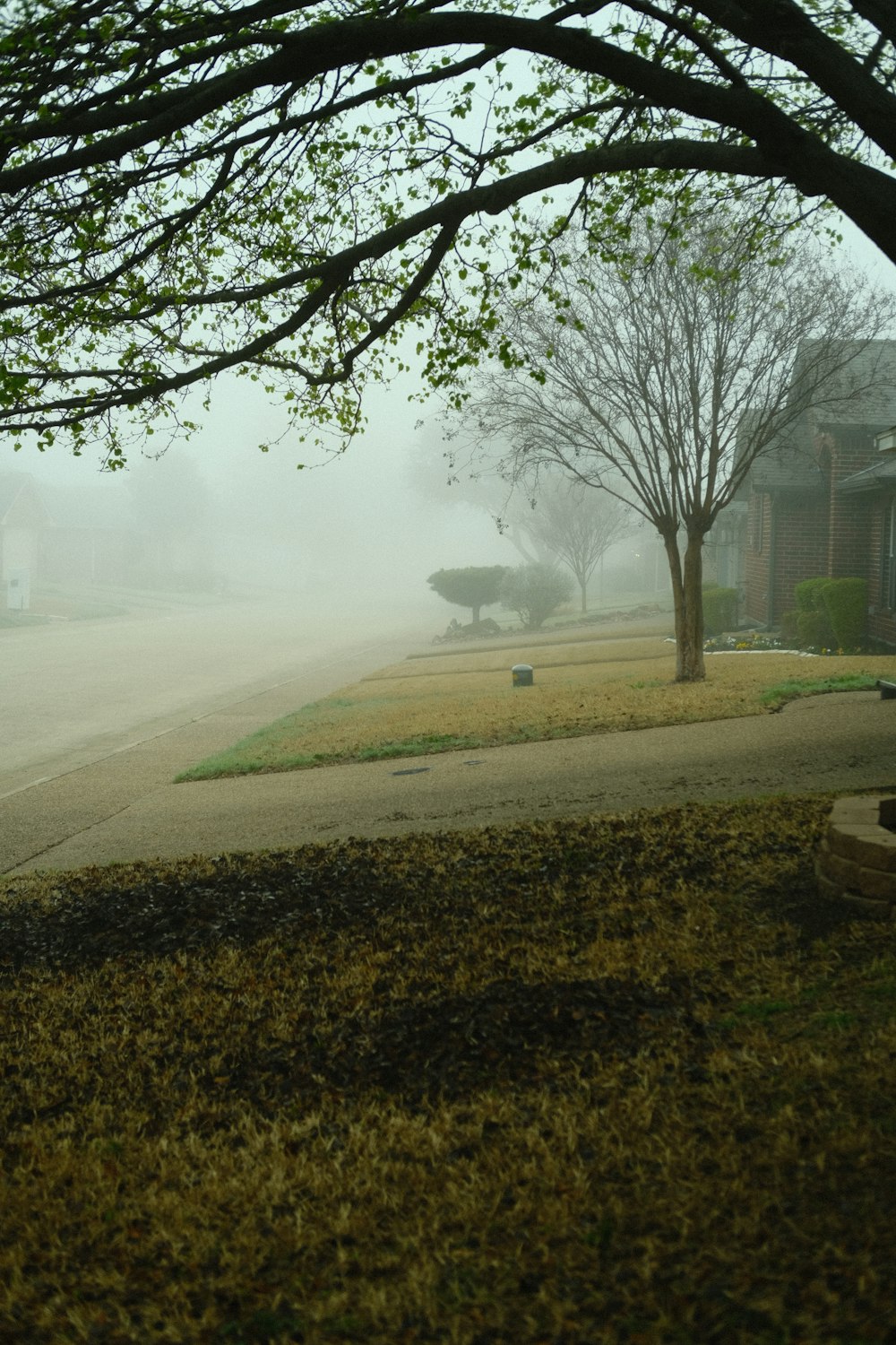 a foggy street with trees and a bench in the foreground