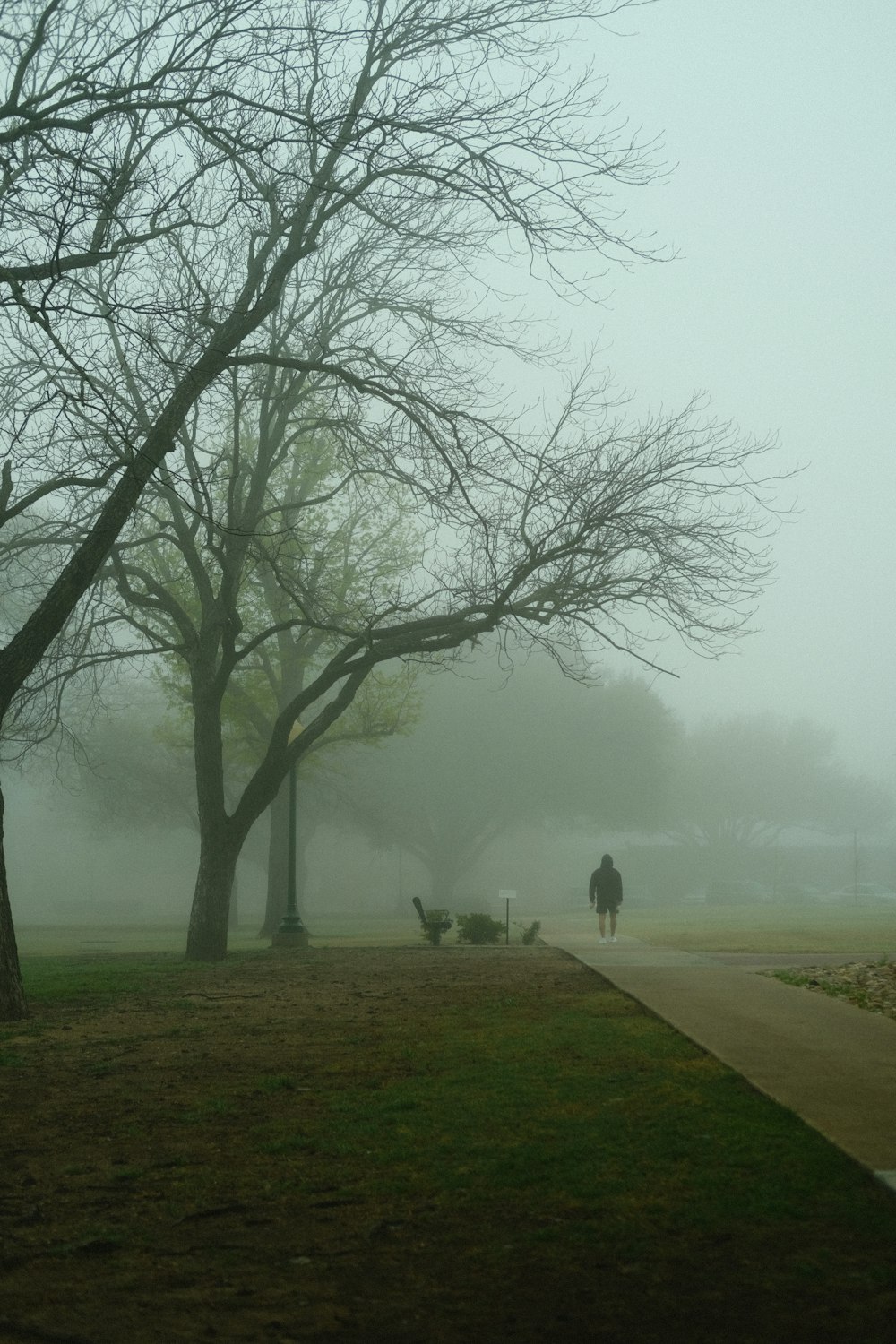 a person walking a dog on a foggy day