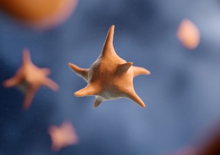 a close up of a starfish under a blue sky