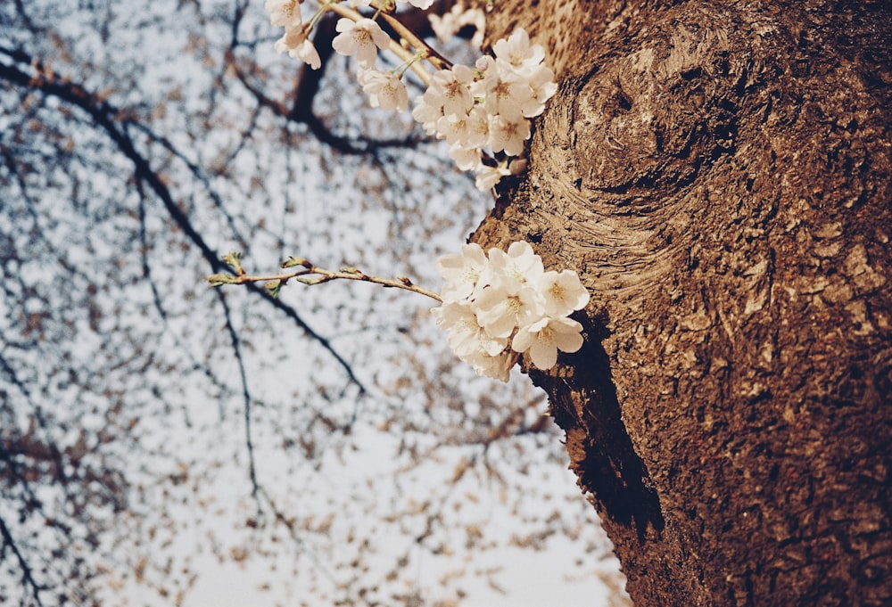 um ramo de uma árvore com flores brancas