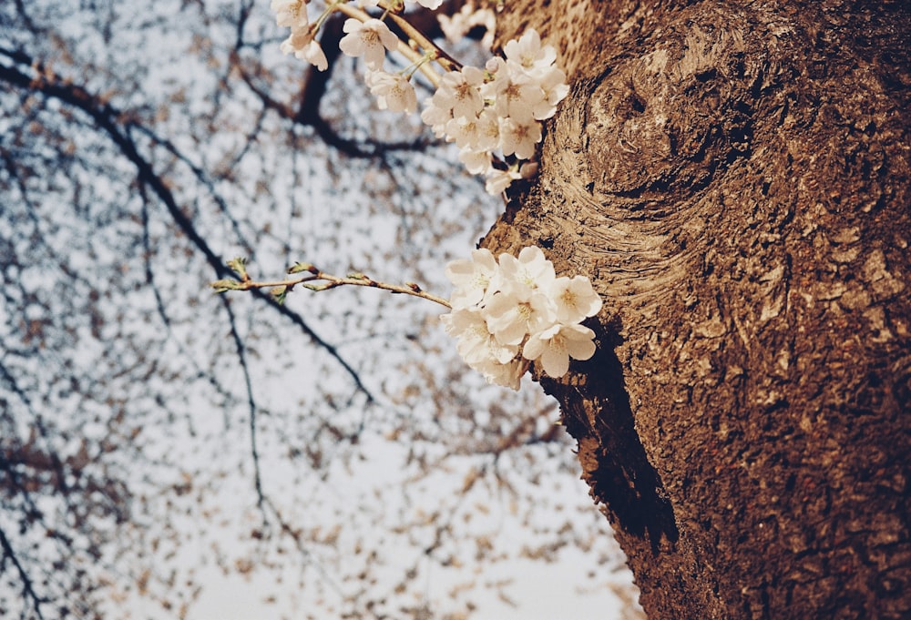 a branch of a tree with white flowers