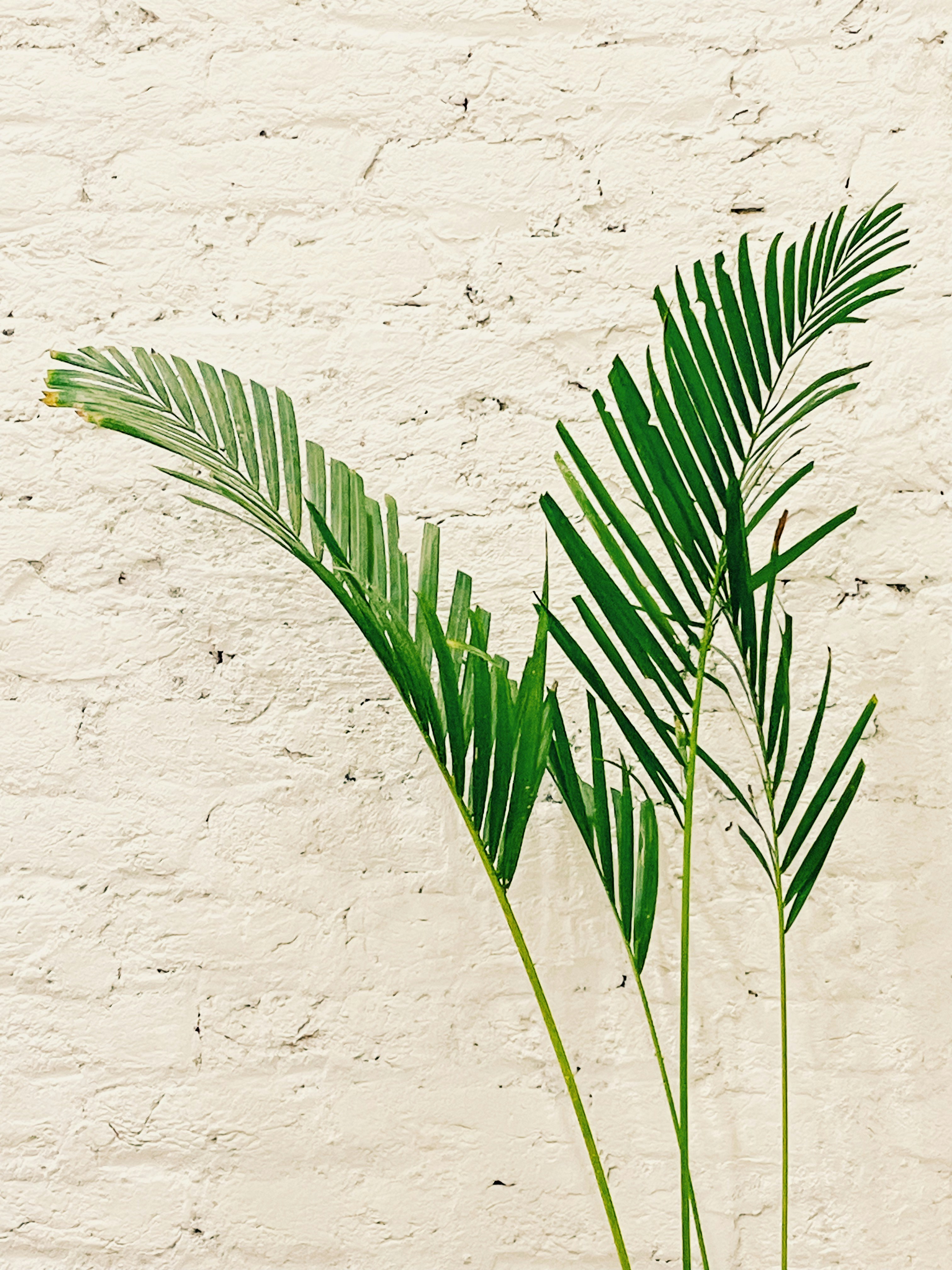 Photo by iamshubhransh