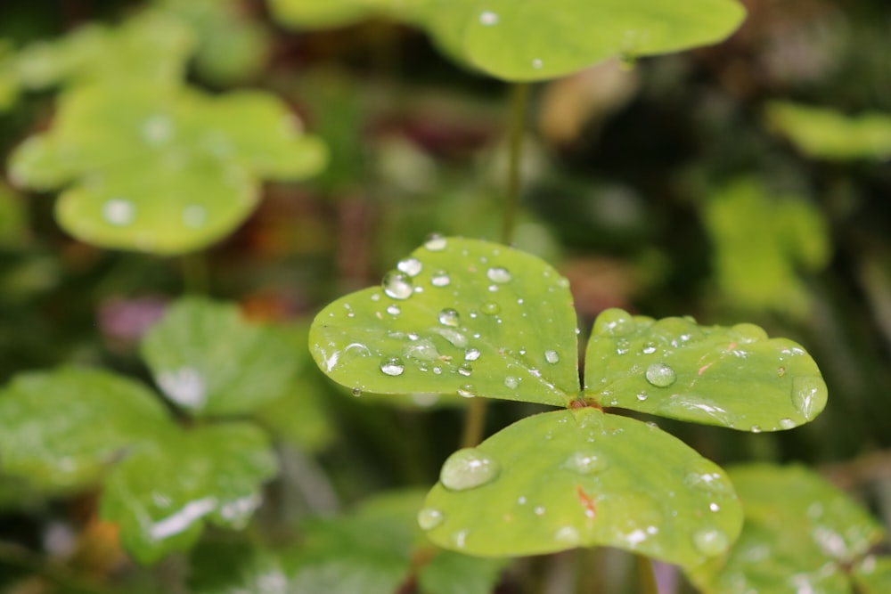 a green leaf with drops of water on it