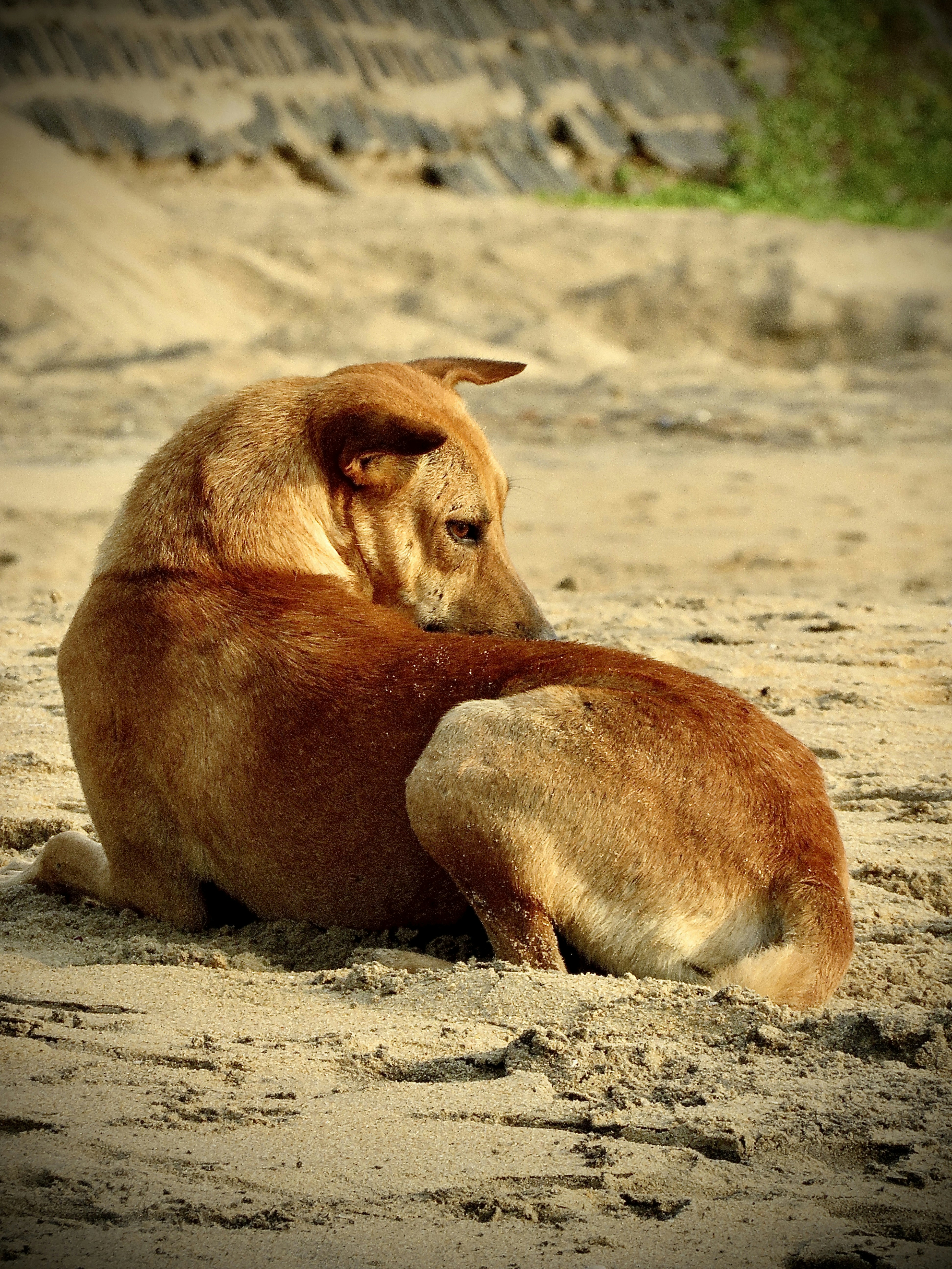 The Hidden Psychology of Animal Disaster Response (image credits: unsplash)