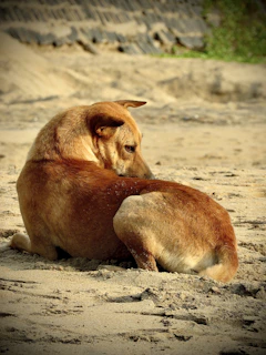 pfoten.fit. hundephysiotherapie bispingen