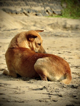 pfoten.fit. hundephysiotherapie bispingen