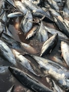 A collection of fish, predominantly tuna, lay piled together with visible ice shards scattered among them. They are lying on a wet surface, possibly in a market or a fishing dock.